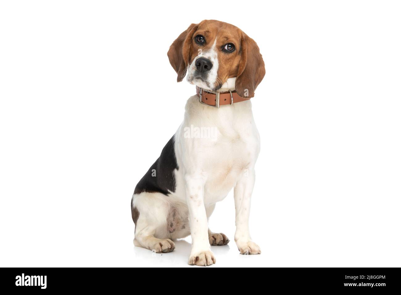 little beagle dog turning his head to side and being grumpy against