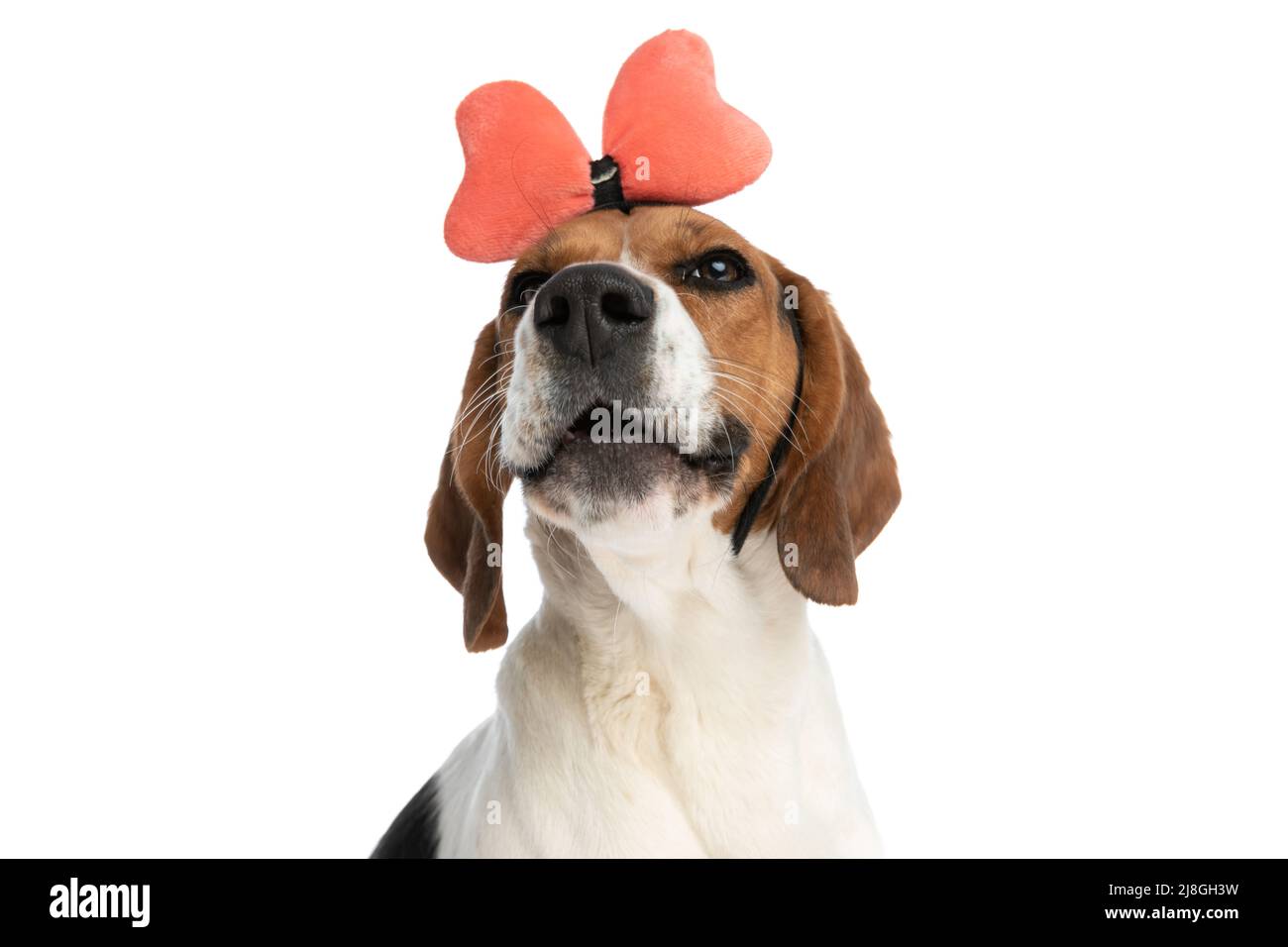 happy beagle dog wearing a bow headband and smiling at the camera on ...