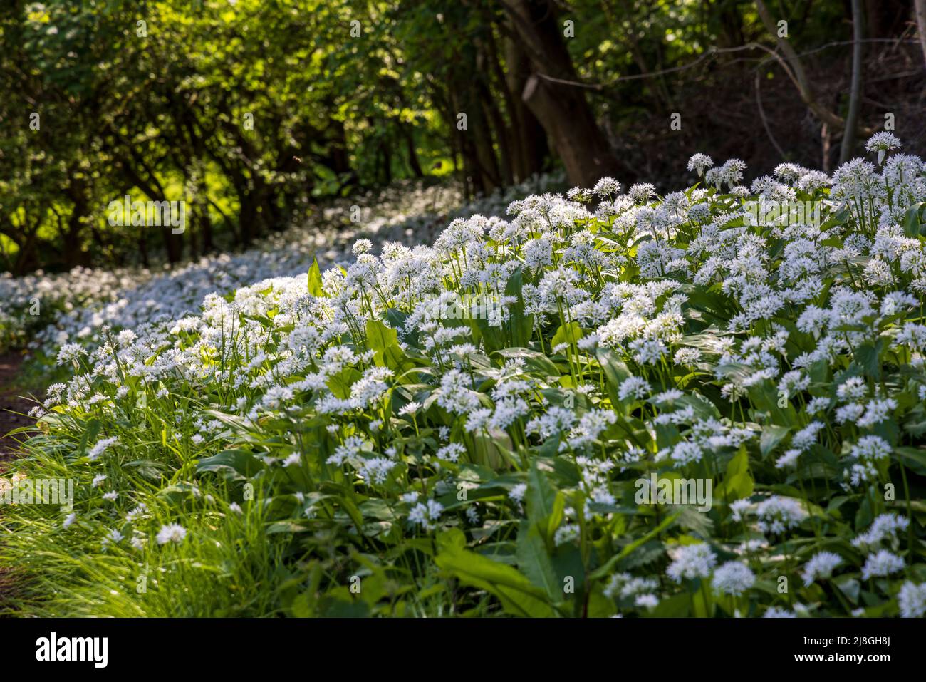 Shade landscapes hires stock photography and images Alamy