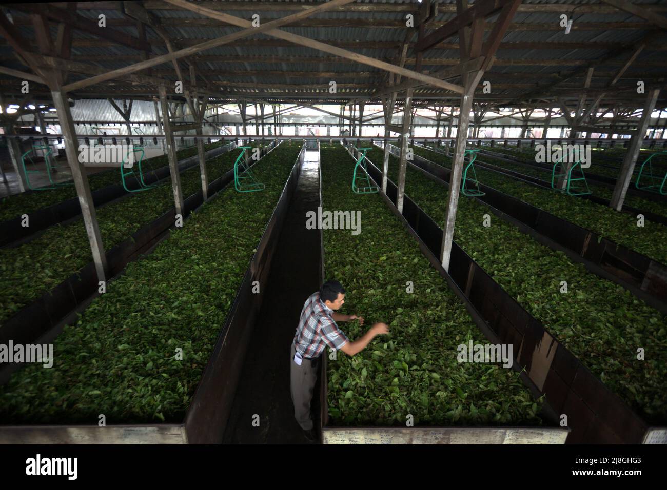 A worker checking the quality of fresh tea leaves at Kayu Aro tea factory in Kersik Tuo village, Kayu Aro, Kerinci, Jambi, Indonesia. Stock Photo