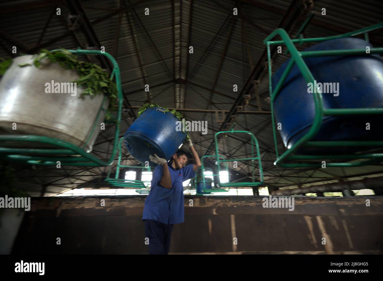 A worker carrying plastic container filled with tea leaves during withering phase at Kayu Aro tea factory in Kersik Tuo village, Kayu Aro, Kerinci, Jambi, Indonesia. Stock Photo