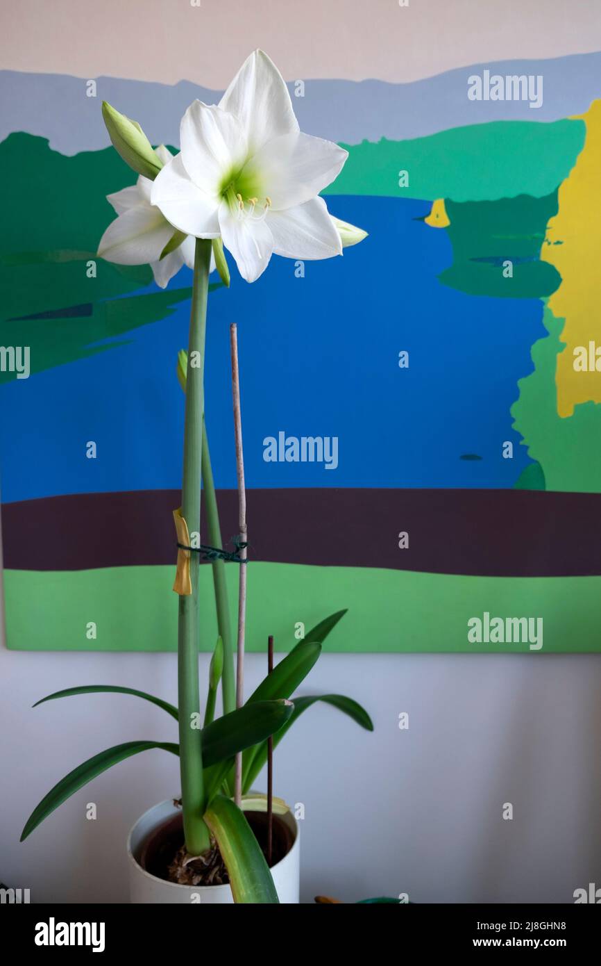White Amaryllis Hippeastrum with blue green painting background flowering bulb plant in April spring indoors in London England UK KATHY DEWITT Stock Photo