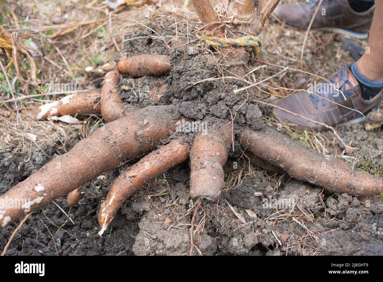 Ground concept healthy hi-res stock photography and images - Alamy