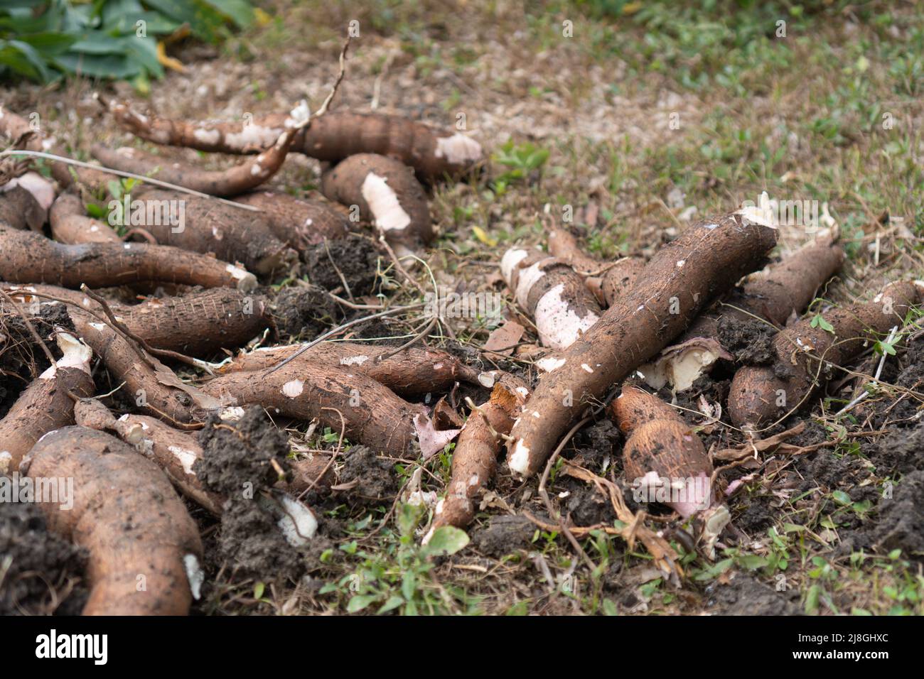 Ground tapioca hi-res stock photography and images - Alamy
