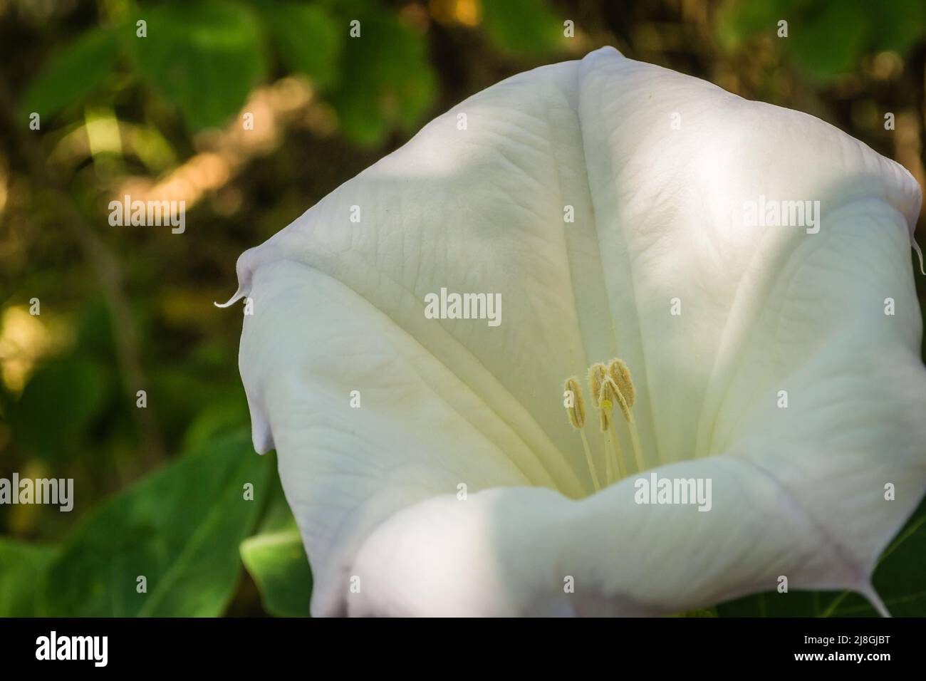 Beautiful bell-shaped white flower of the plant Datura - Latin name, Datura stramonium. Stock Photo