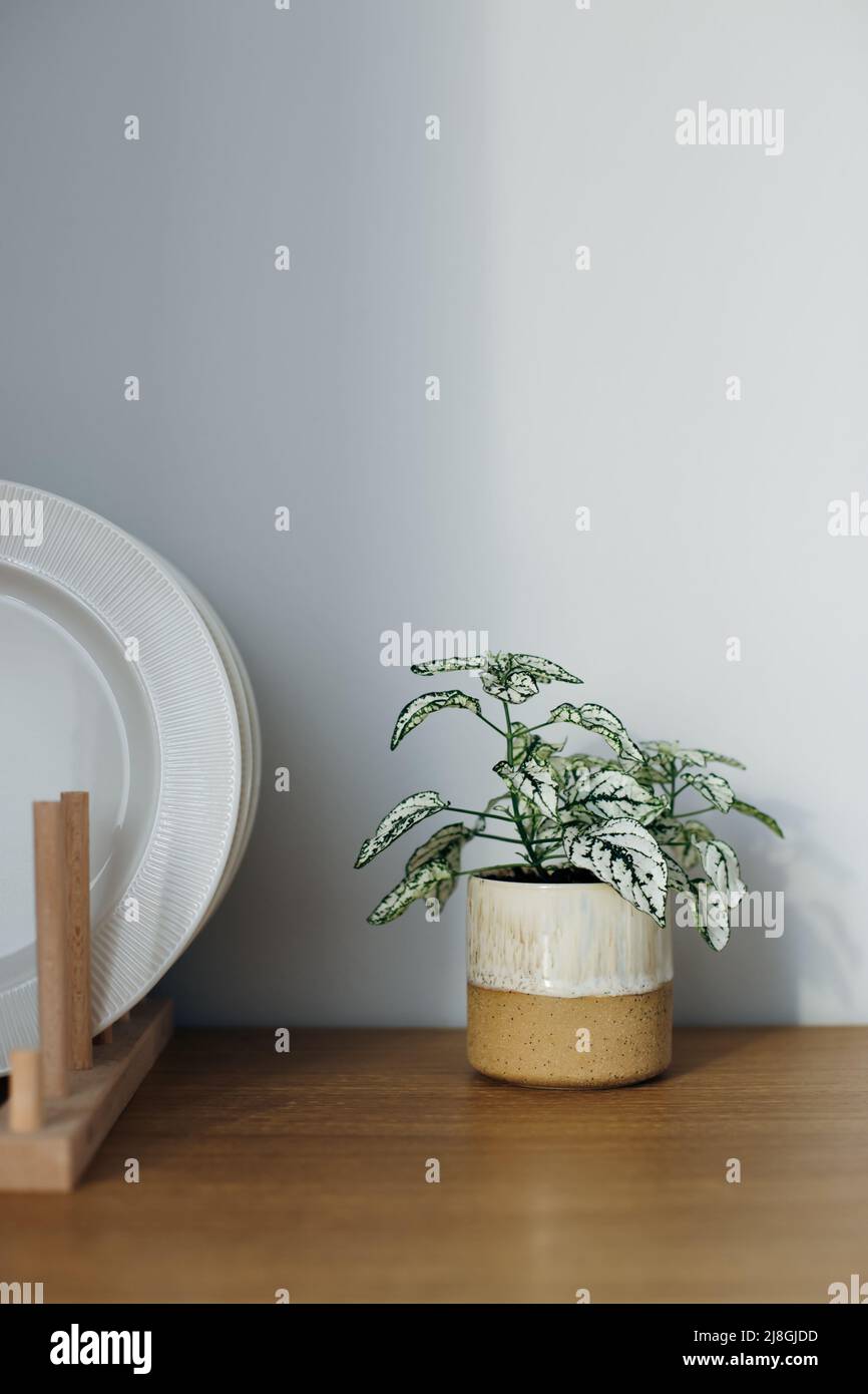 Front view of green small house plant in a pot on wooden table against ...