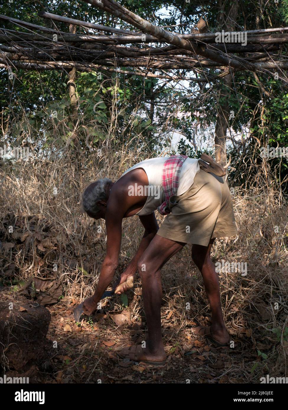 A senior person cutting grass in the forest at Kasal state Maharashtra