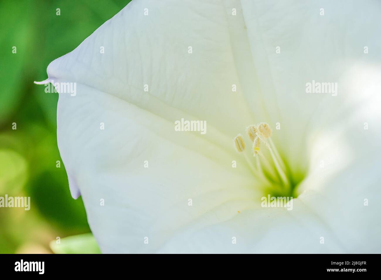 Beautiful bell-shaped white flower of the plant Datura - Latin name, Datura stramonium. Stock Photo