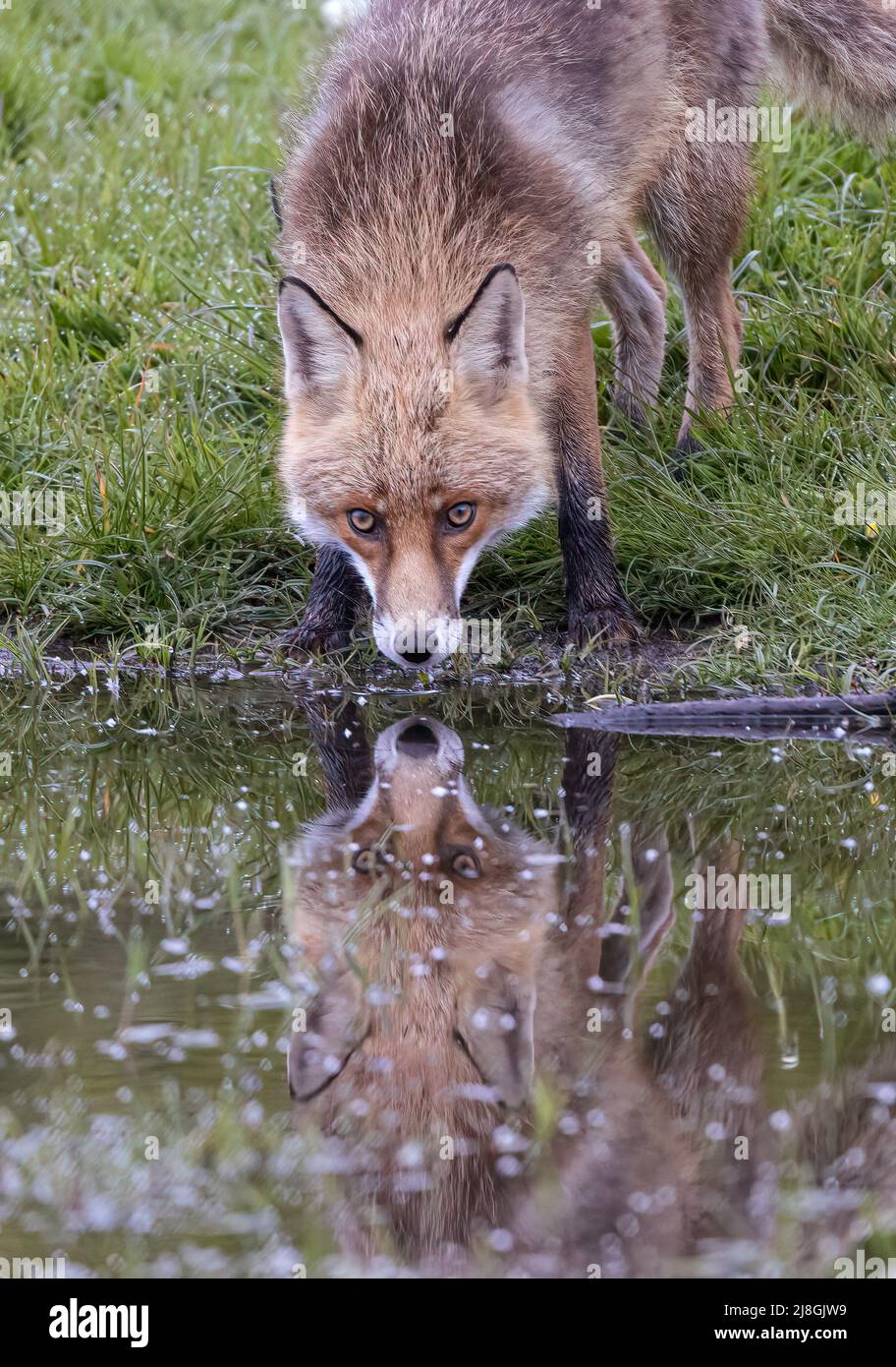 Red Fox Portraits Stock Photo Alamy