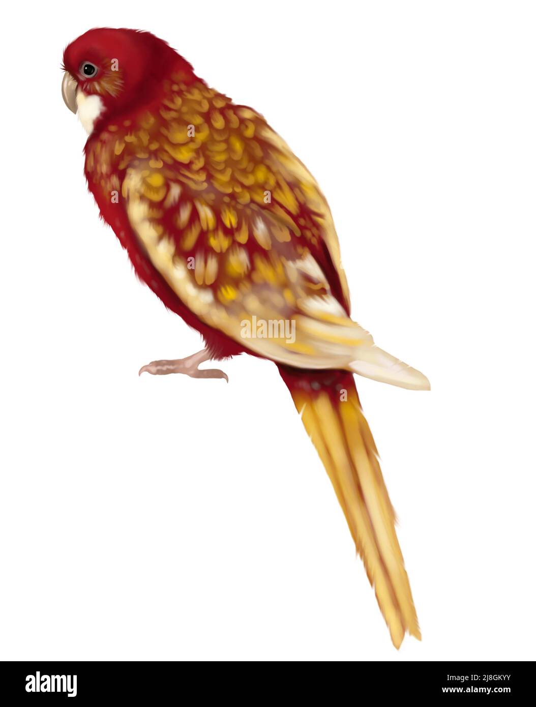 watercolor bird. Rosella red parrot. red-yellow parrot. Realistic illustration Stock Photo