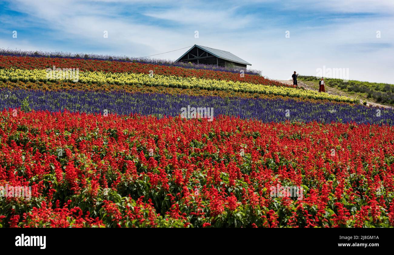 Flower Field. Stock Photo