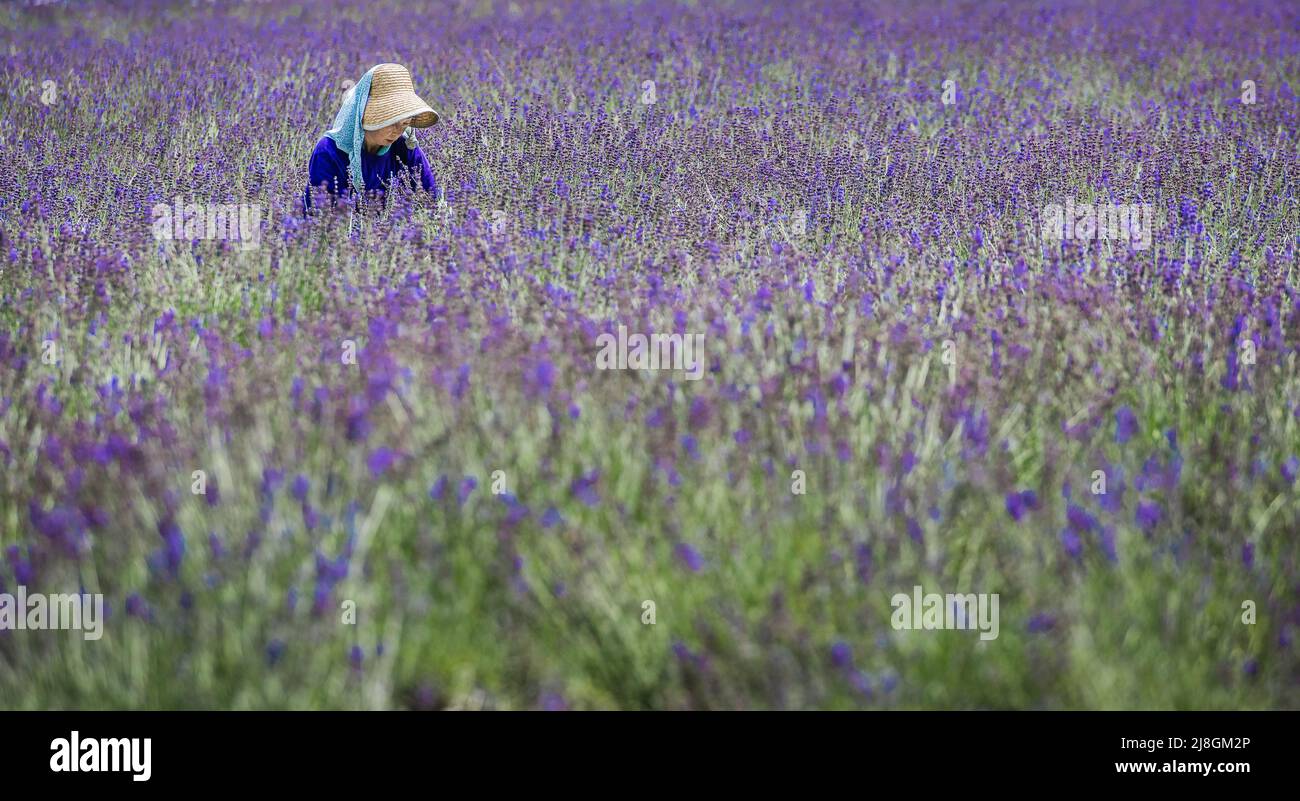 Lavenders. Stock Photo