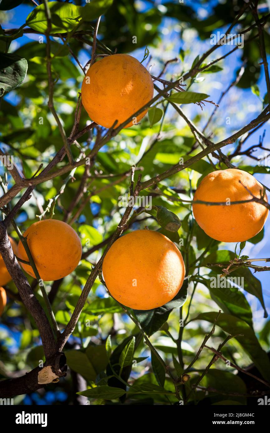 Ripening oranges on tree on sunny day Stock Photo