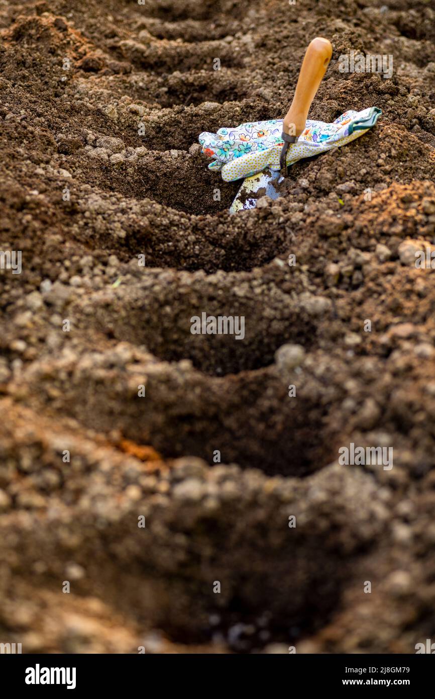 Gardening. Soil preparation before planting in the garden. Digging