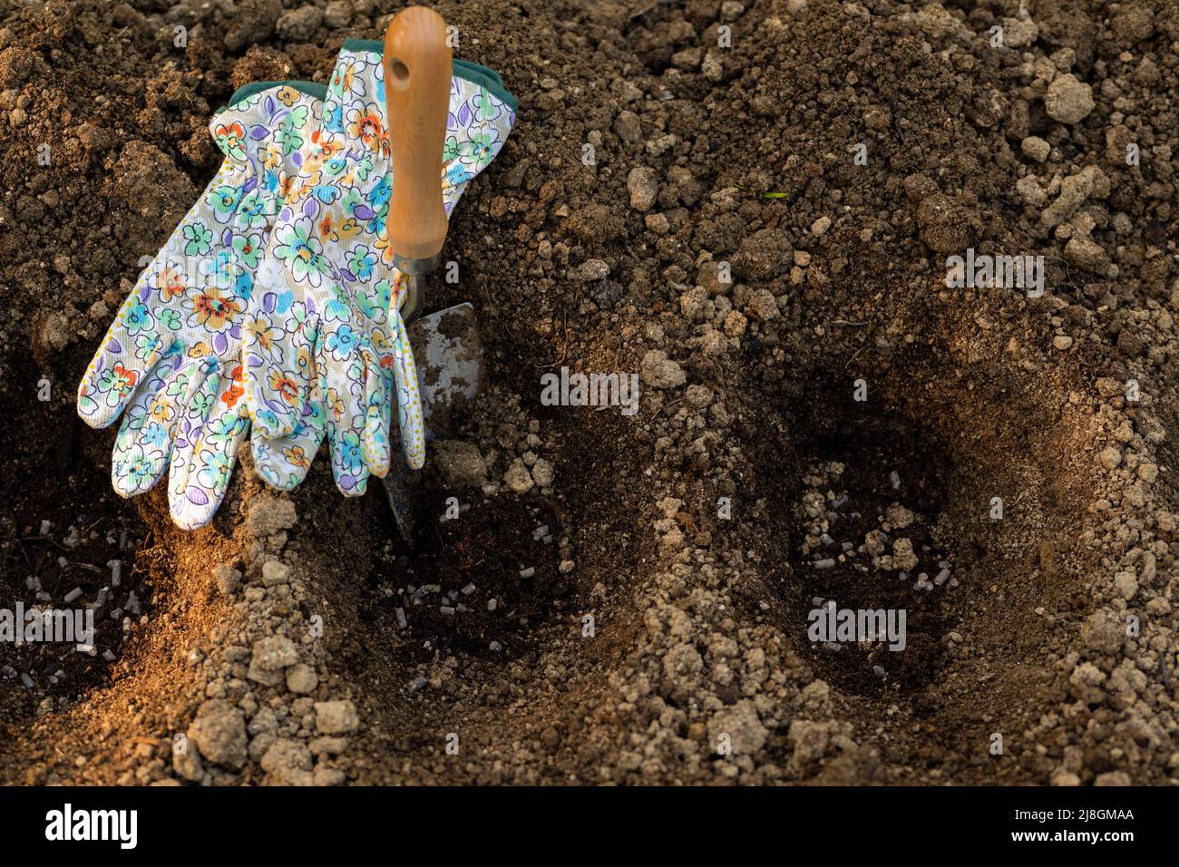 Gardening. Soil preparation before planting in the garden. Digging