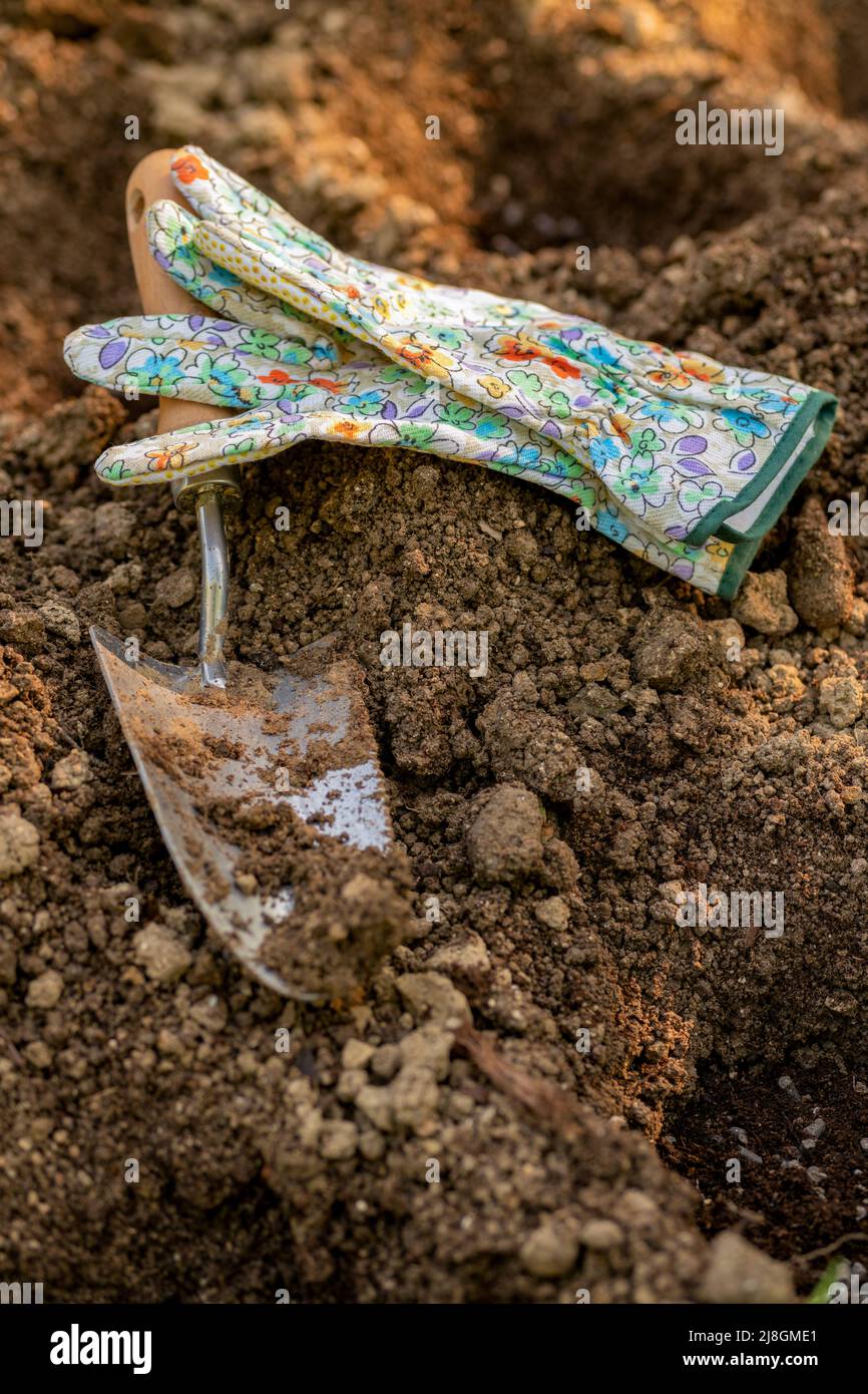Gardening. Soil preparation before planting in the garden. Digging