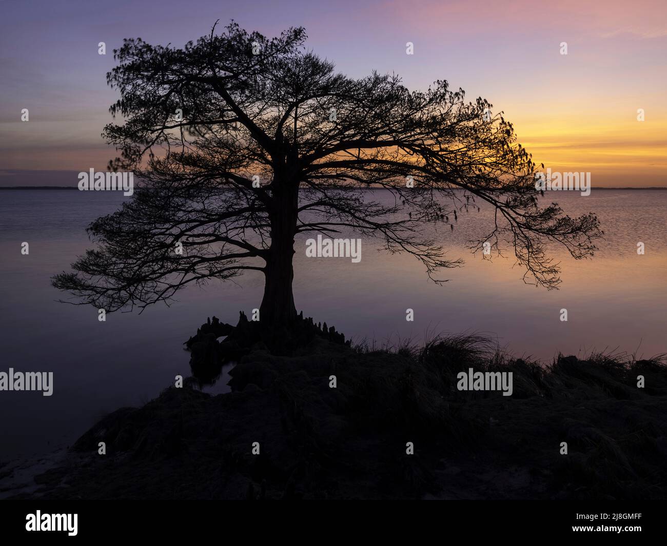 Cypress Sunset. Stock Photo