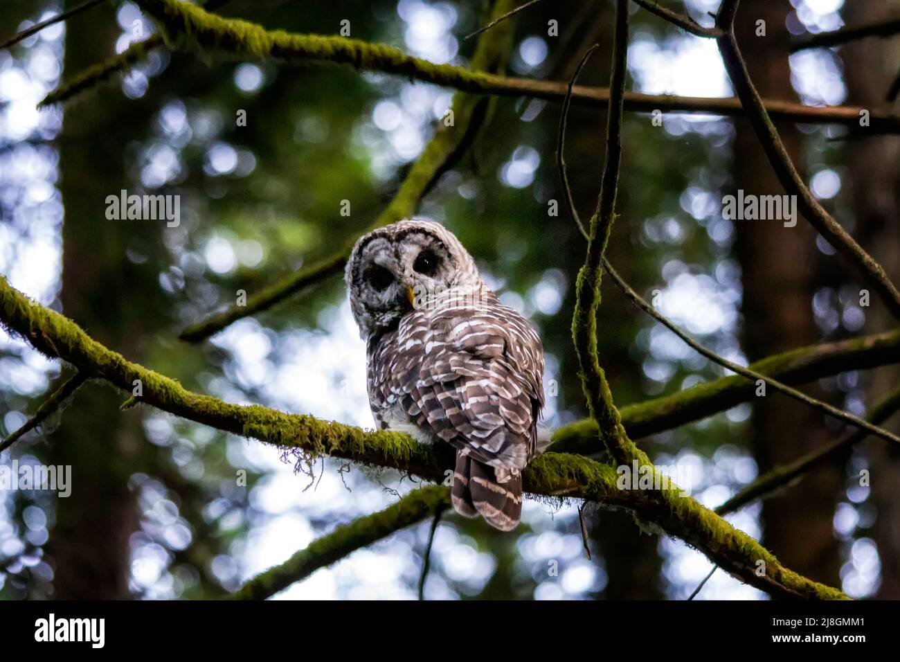 Barred Owl. Stock Photo