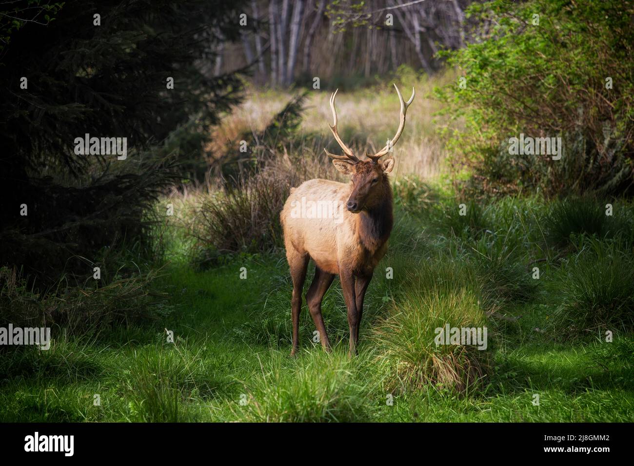 Roosavelt Elk. Stock Photo