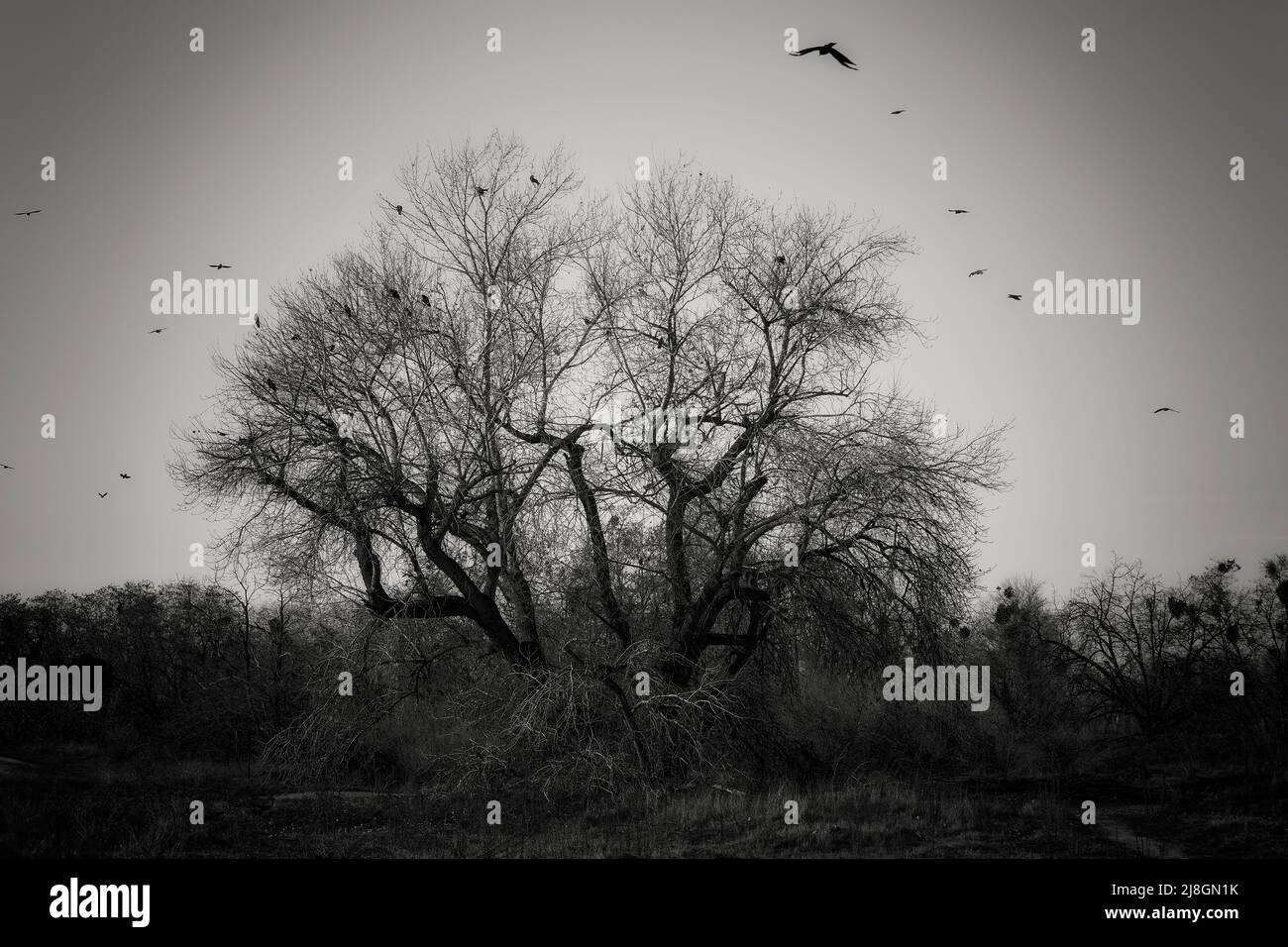 Come Join The Murder Stock Photo Alamy Come join the murder stock photo alamy
