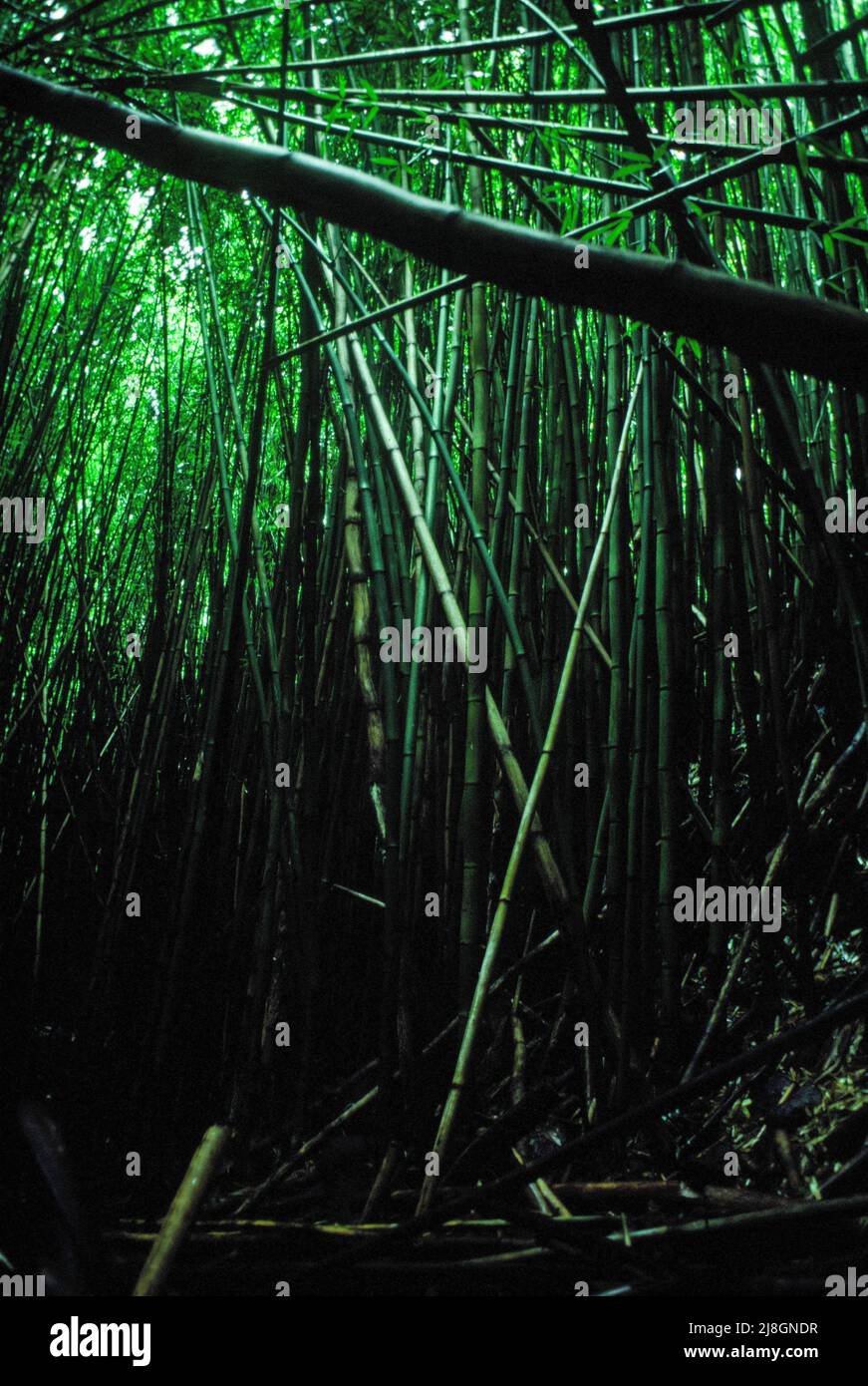 Bamboo Forest. Stock Photo