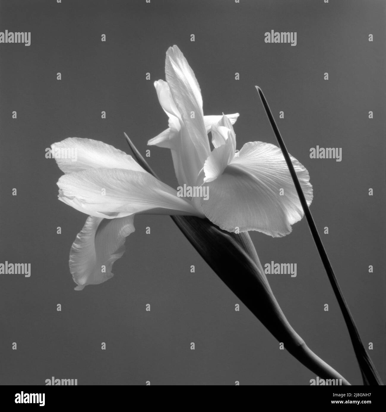 Iris background image Black and White Stock Photos & Images - Alamy