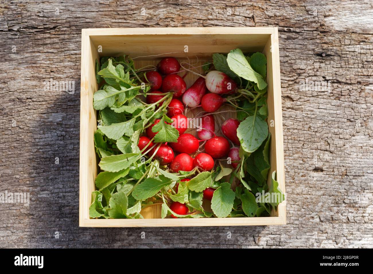 Picking radishes from the garden in a small wooden box Stock Photo
