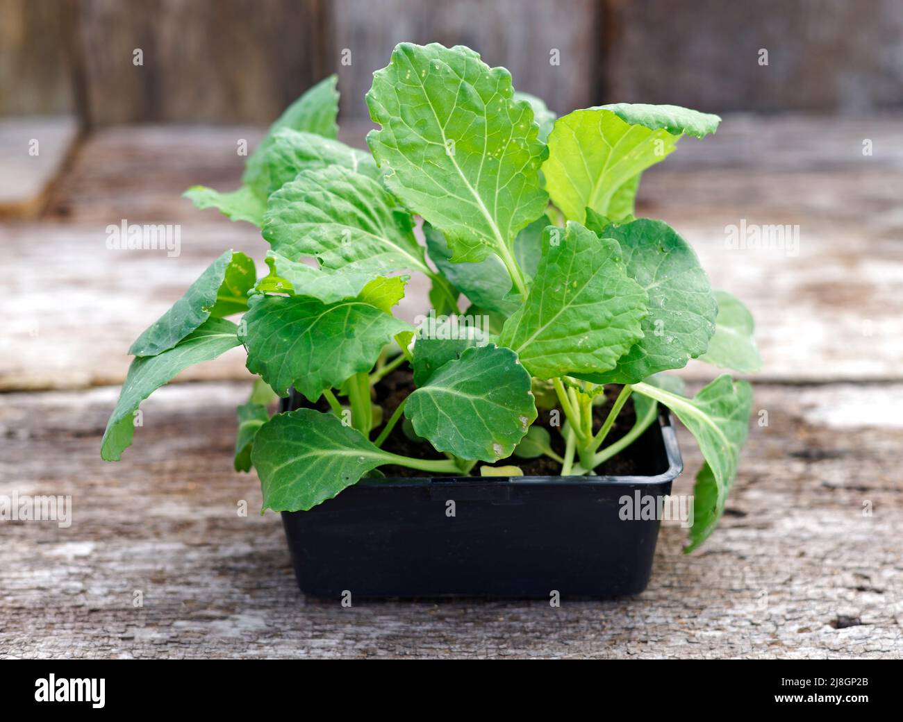 Young cabbage plants in a tray Stock Photo