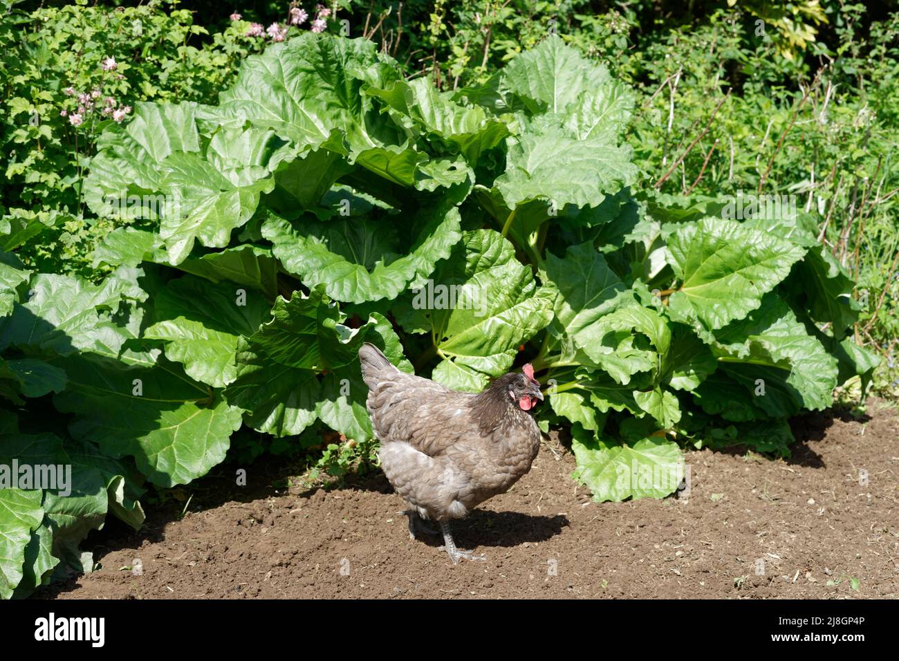 A hen in front of rhubarb in a vegetable garden Stock Photo