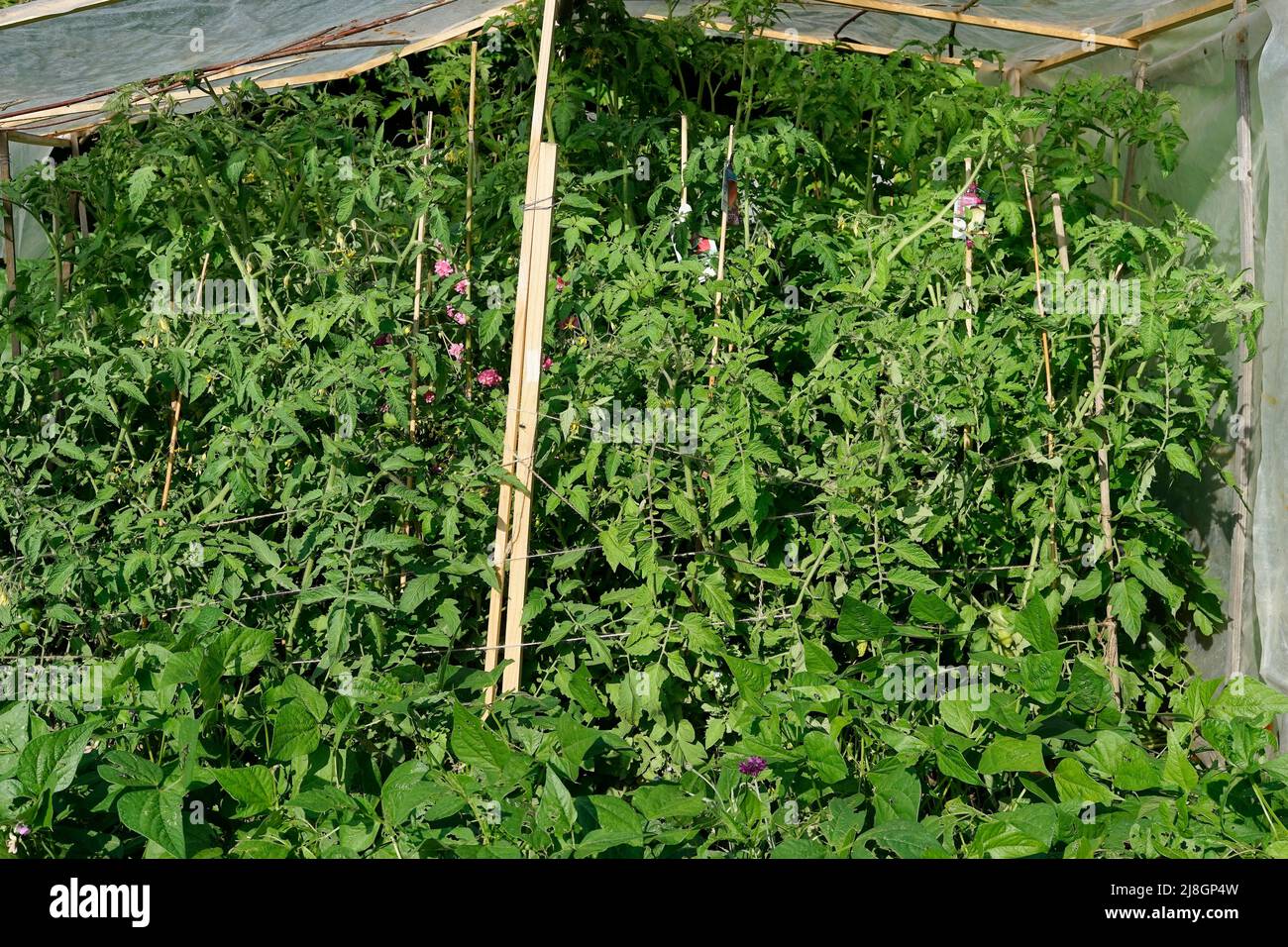 Tomato plants under plastic sheeting Stock Photo