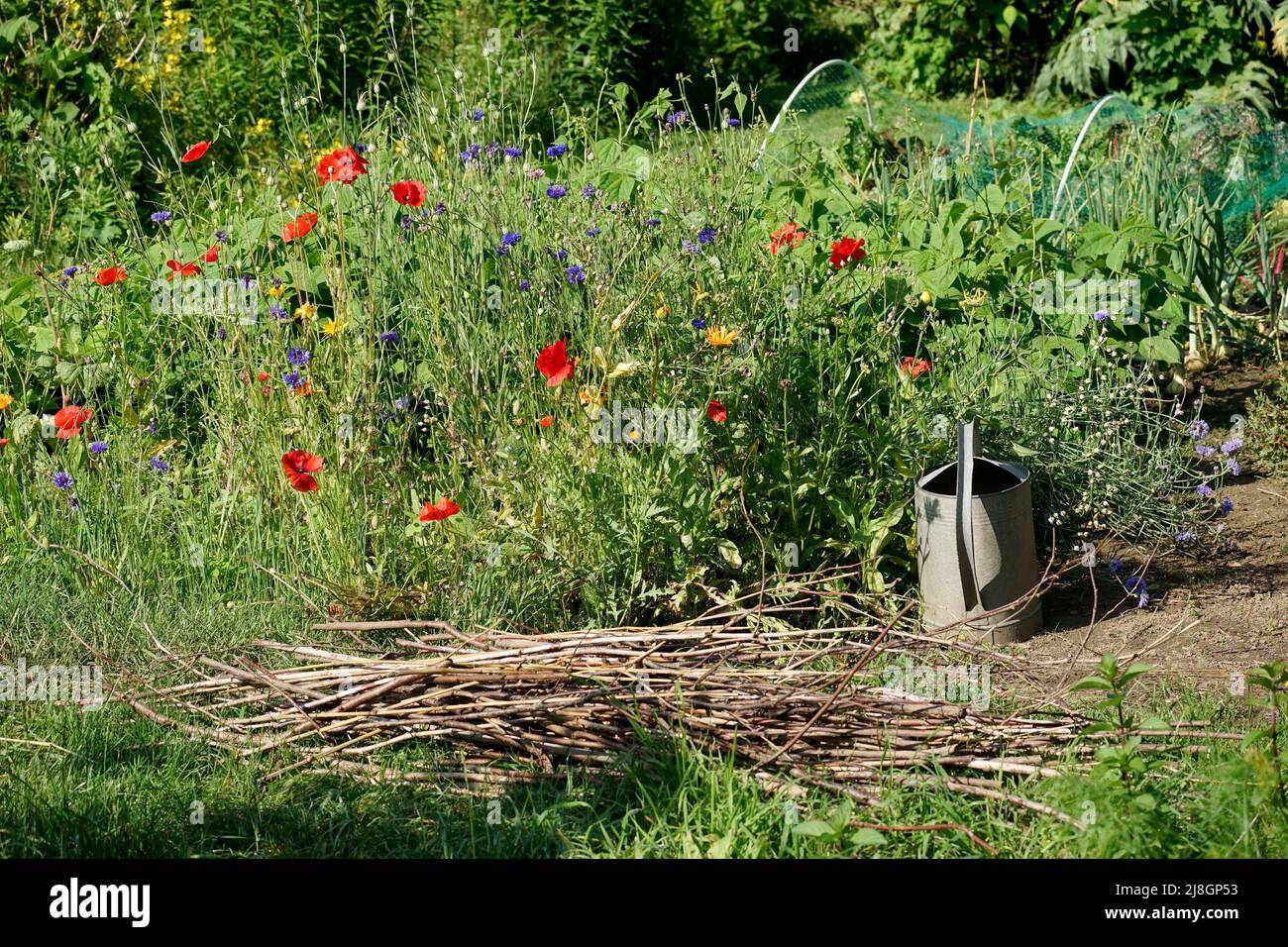 Vegetable garden in july with branches on the ground, a zinc watering can and flowers Stock Photo