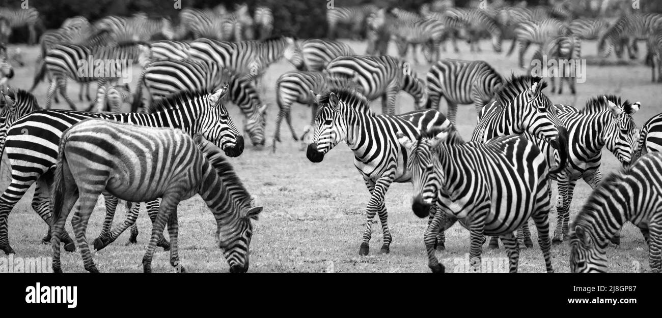 Zebra Herd. Stock Photo