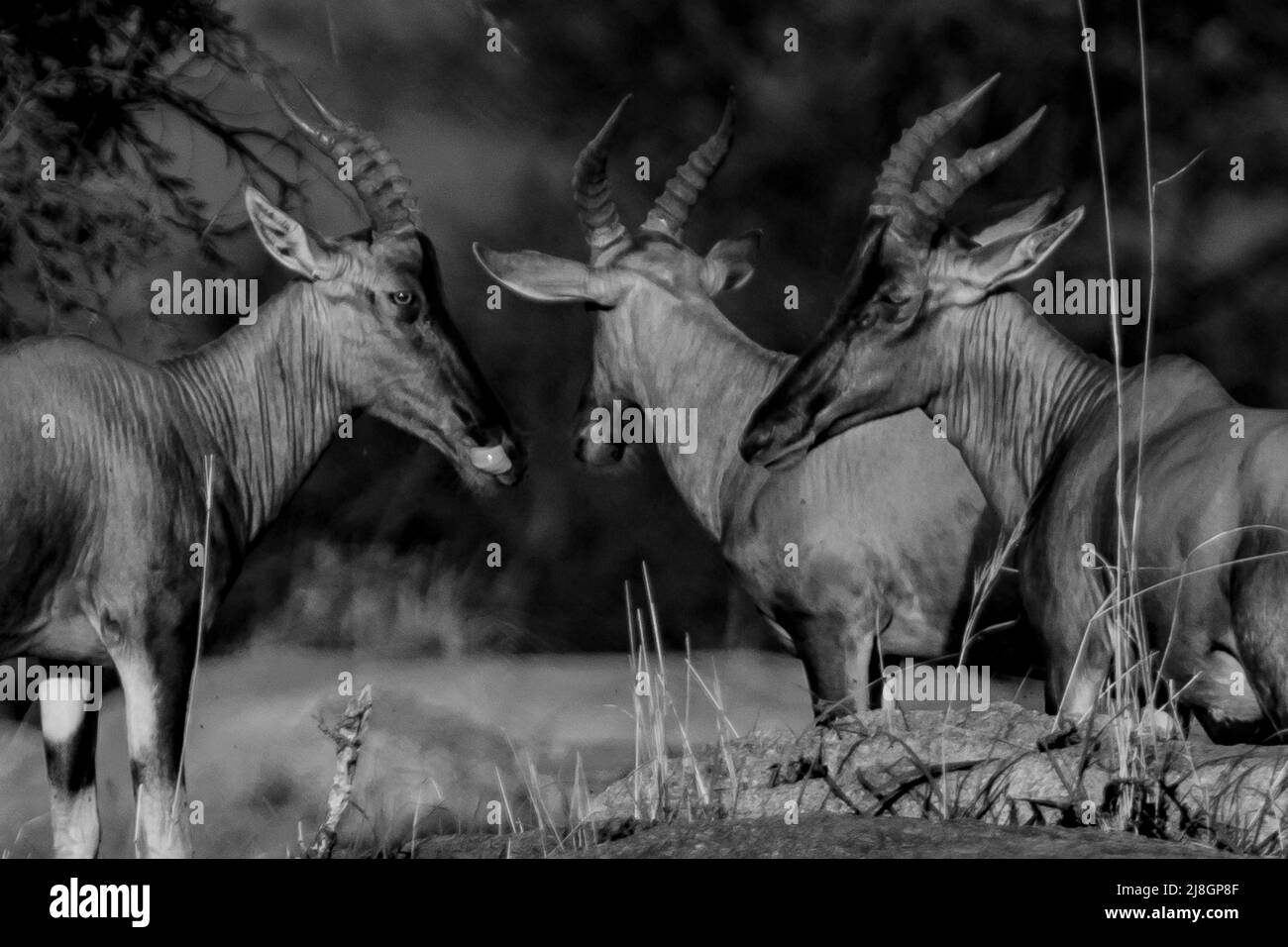 Antelopes Trio. Stock Photo