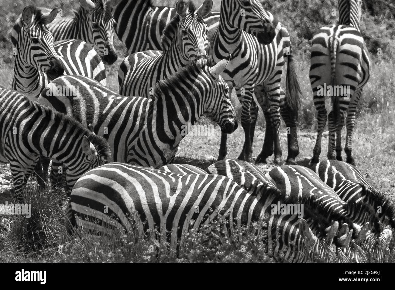 Zebras Watering Hole. Stock Photo