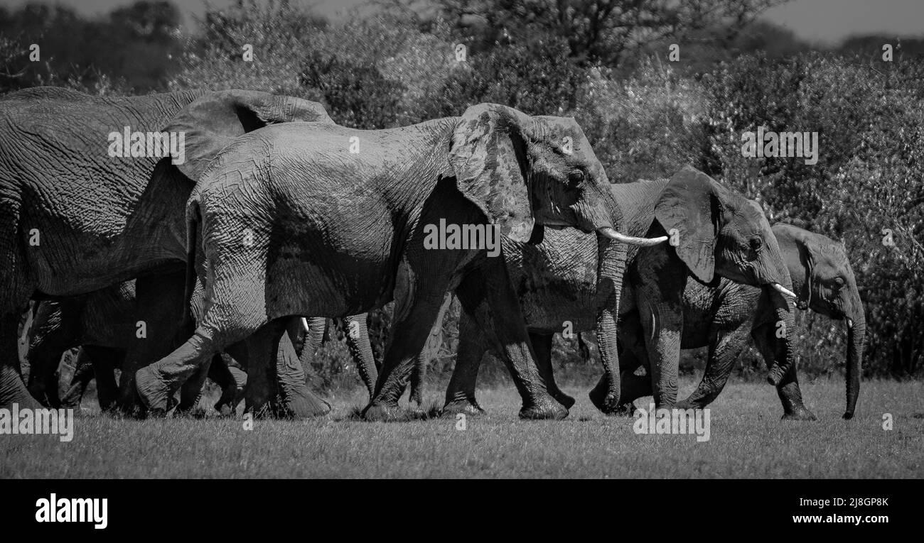 Traveling Elephants. Stock Photo