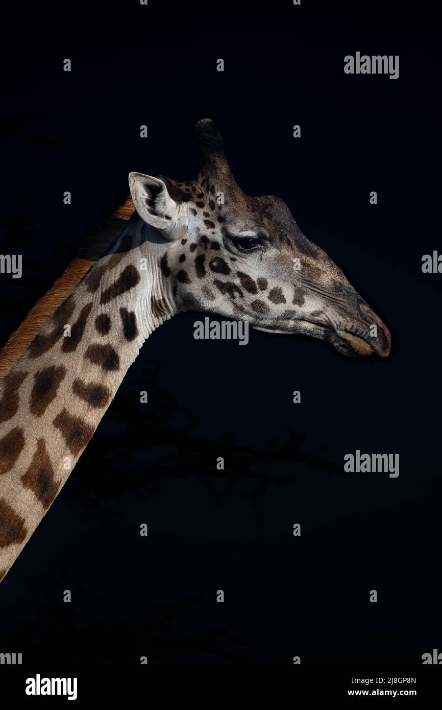 Profile of a Giraffe. Stock Photo