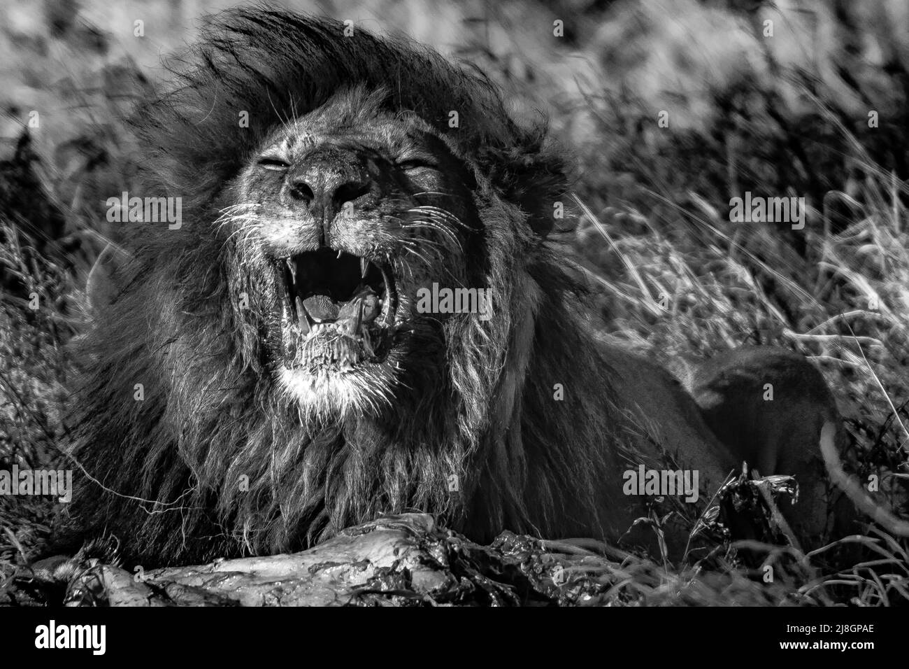 The Culinary Roar. Stock Photo