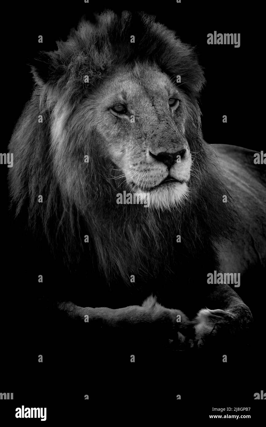 Profile of a King. Stock Photo