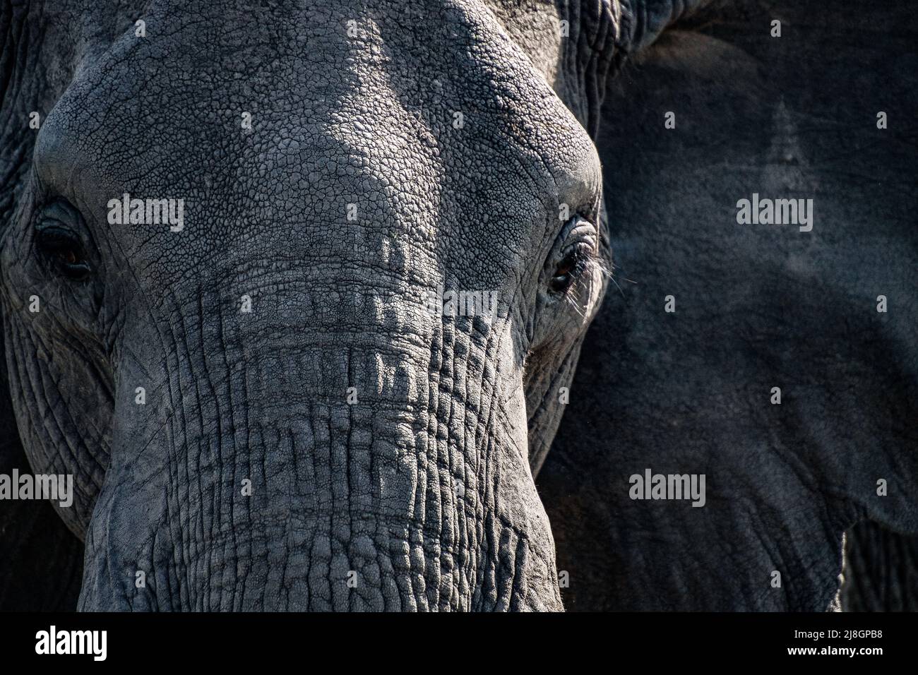 Elephant Close up. Stock Photo
