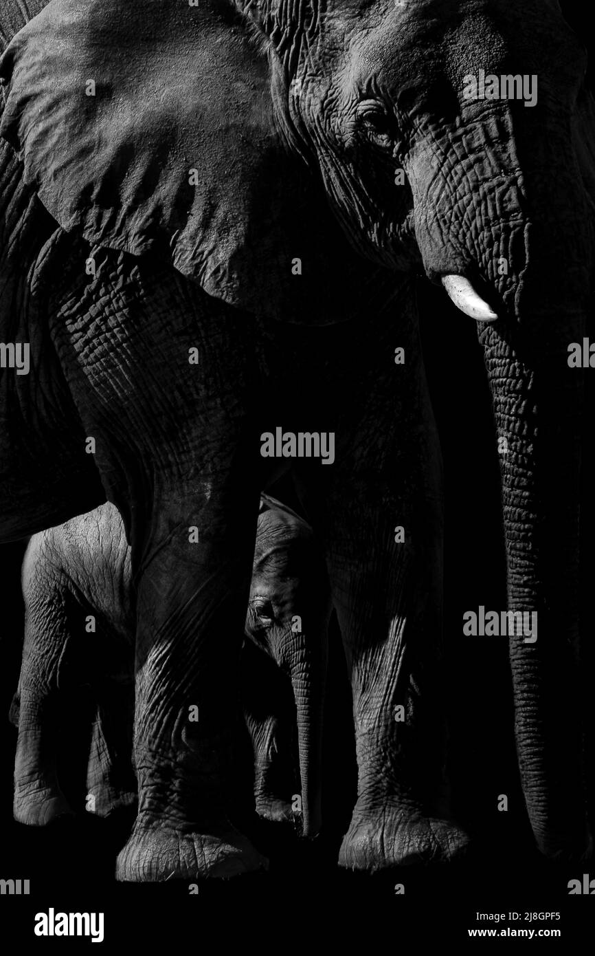 Elephant and Baby. Stock Photo