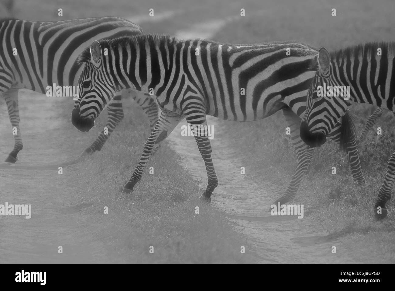 Zebras crossing Black and White Stock Photos & Images Alamy