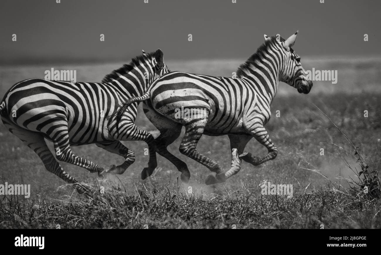 Galloping Zebras. Stock Photo