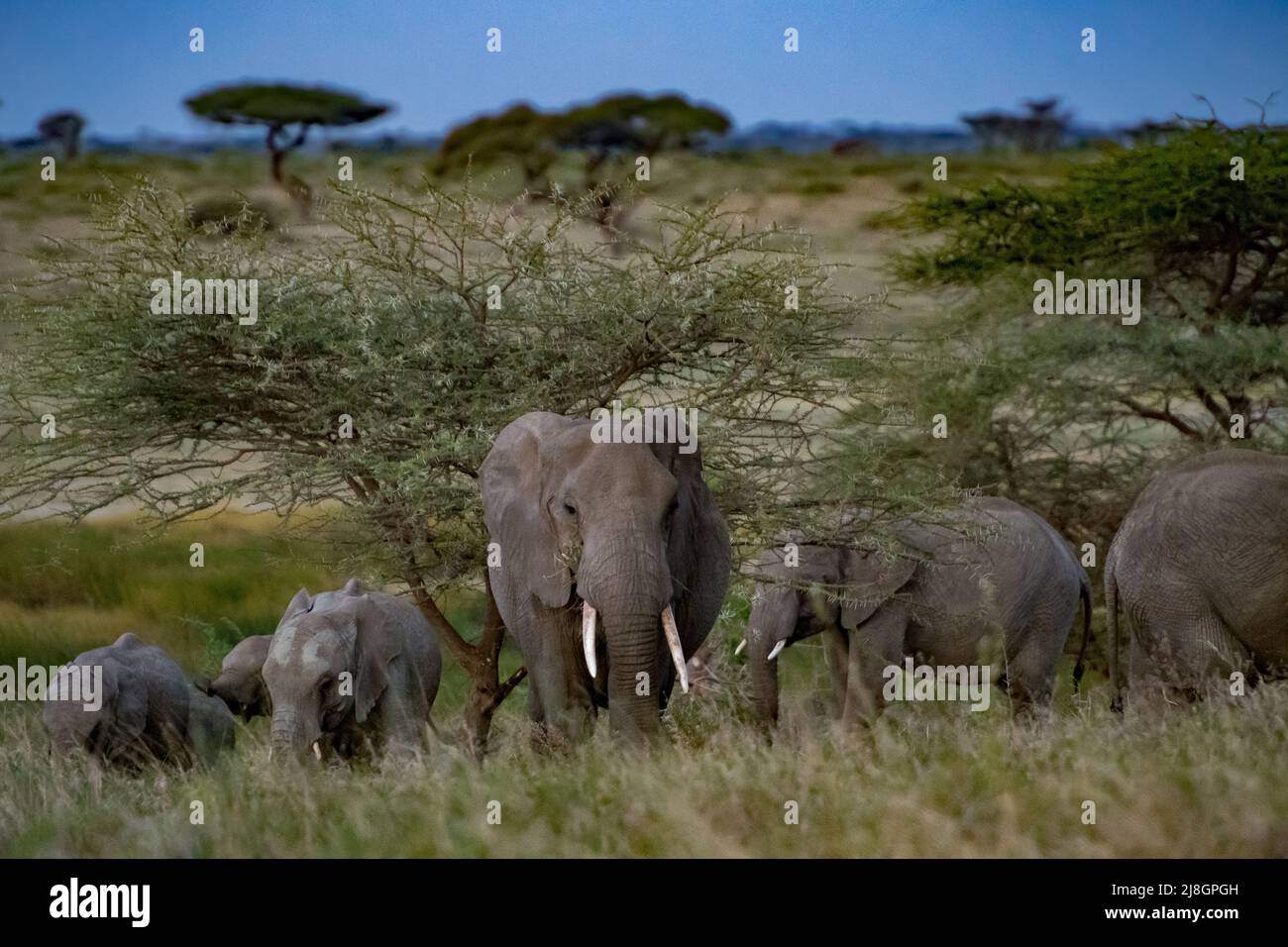 Elephants at Rest. Stock Photo
