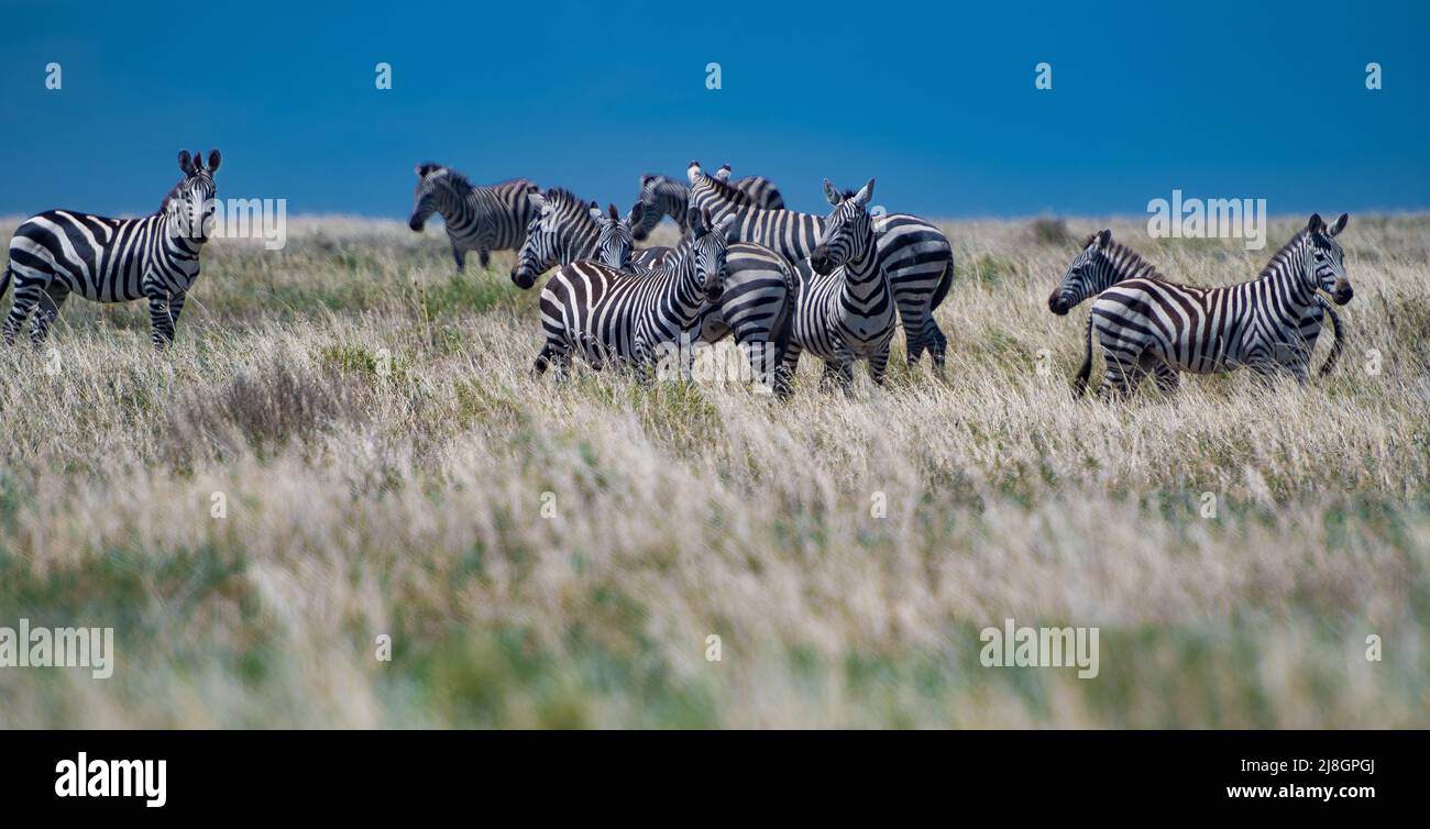 Zebra in the Field. Stock Photo