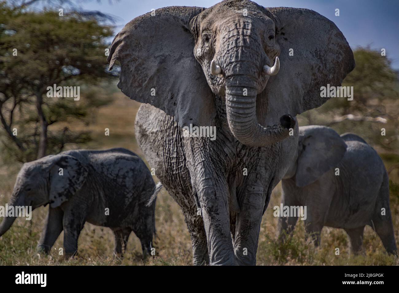 Elephant Stands. Stock Photo