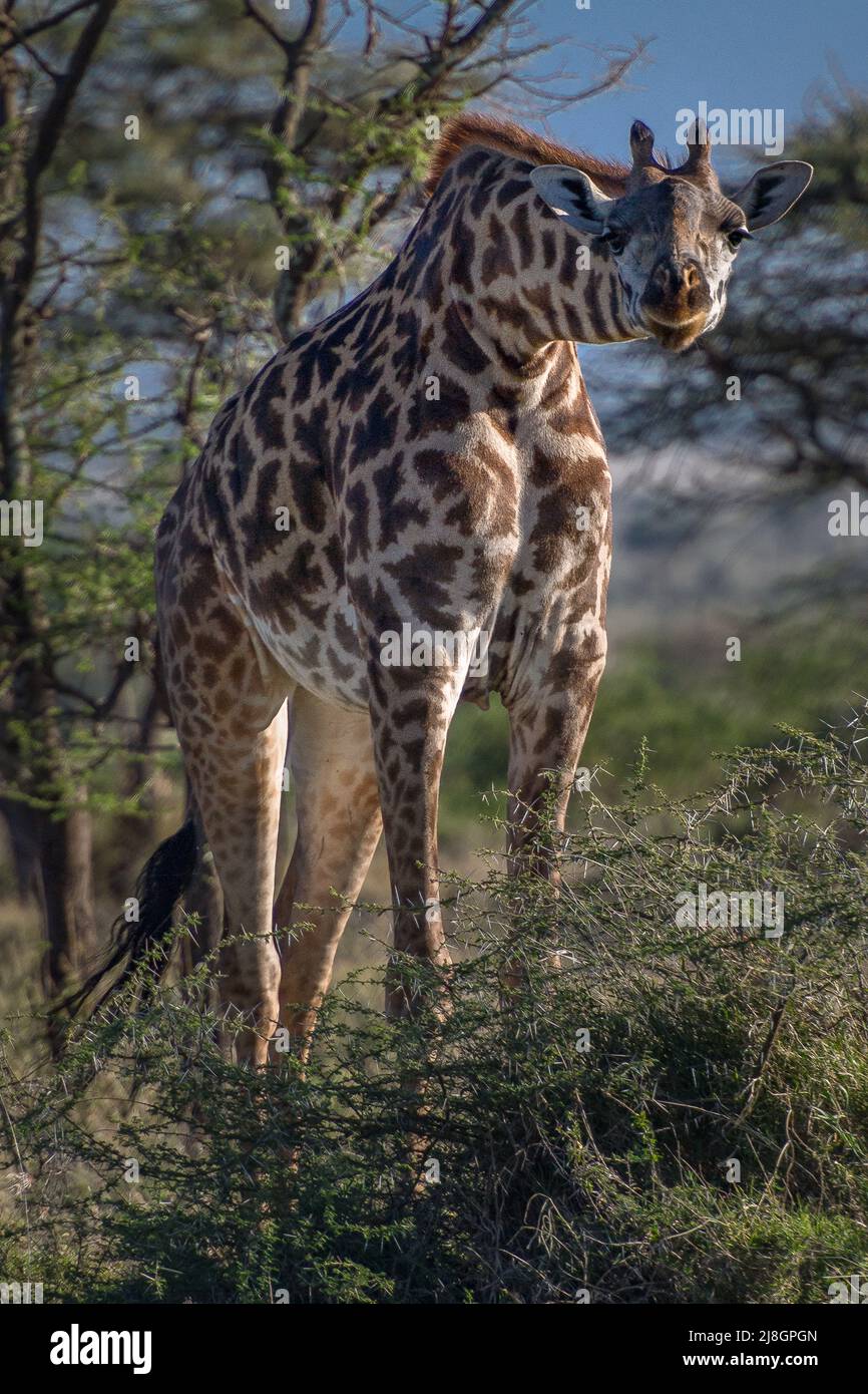 Curious Giraffe. Stock Photo