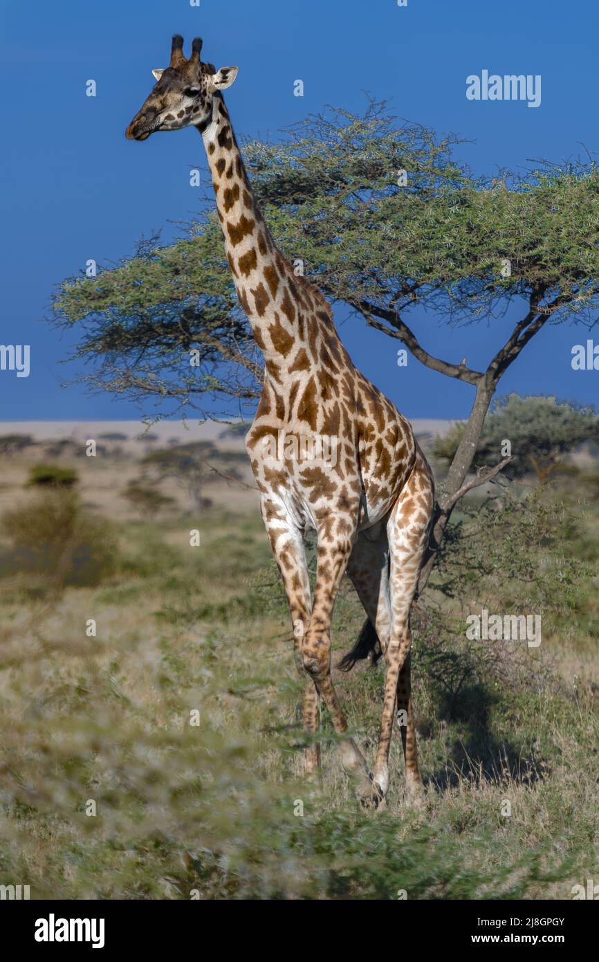 Sunny Giraffe. Stock Photo