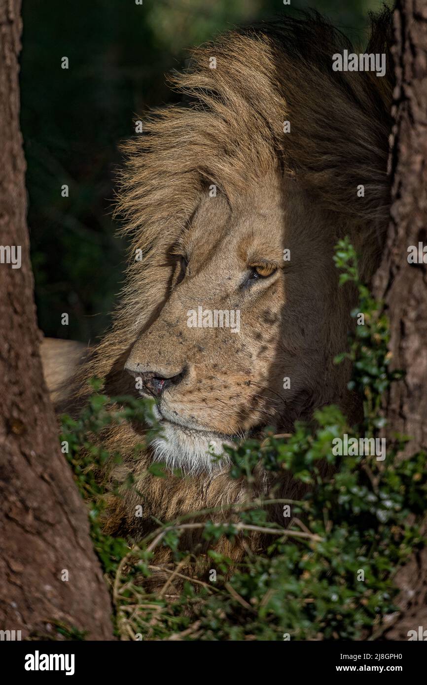 Lion in shade. Stock Photo