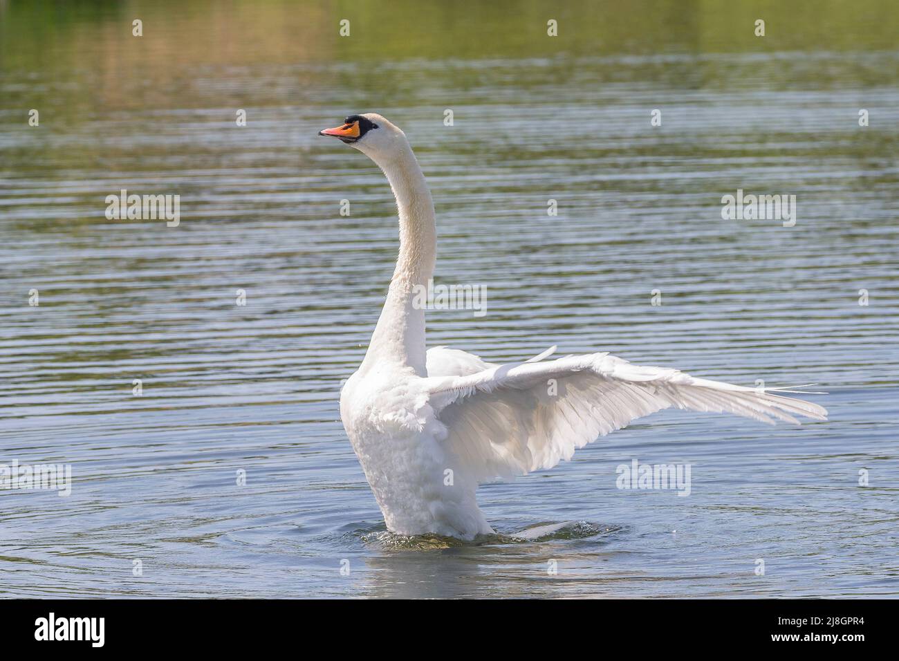 Close up of wild mute swan (Cygnus olor) isolated in water of UK lake in spring sunshine, stretching neck upwards with wings spread. Stock Photo