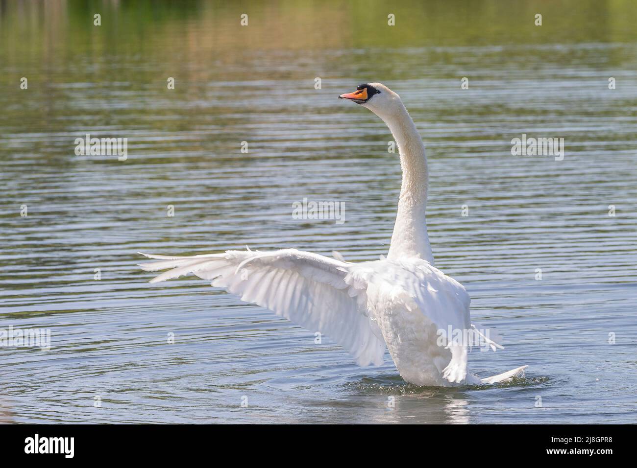 Close up of wild mute swan (Cygnus olor) isolated in water of UK lake in spring sunshine, stretching neck upwards with wings spread. Stock Photo